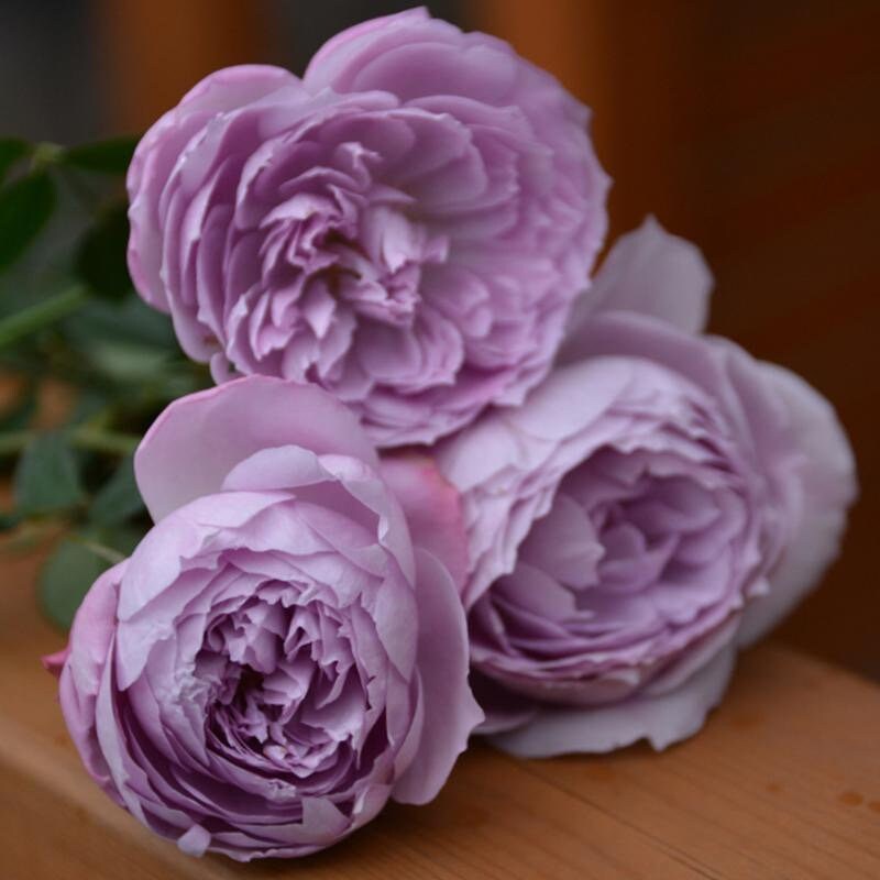 Rose Lapis Lazul. 青金石Japanese Rose.