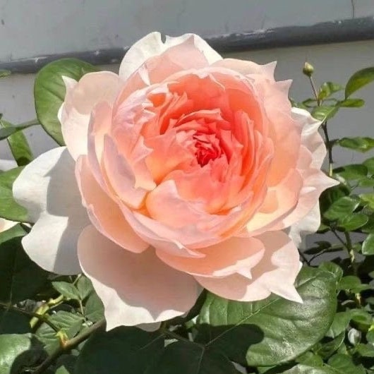 New rose Monique Darve . 莫妮卡戴维，pretty Flowers. Continue Blooming. Disease resistance. Light Fragrance.