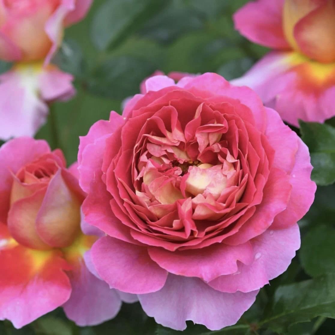 Esprit de Paris Rose-巴黎精神｜France Shrub Rose