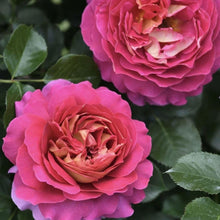 Esprit de Paris Rose-巴黎精神｜France Shrub Rose
