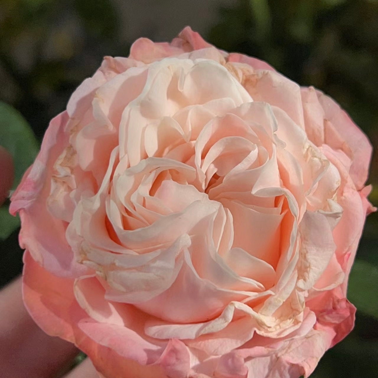 Mayra's Rose Peach. 福克斯 粉红梅拉