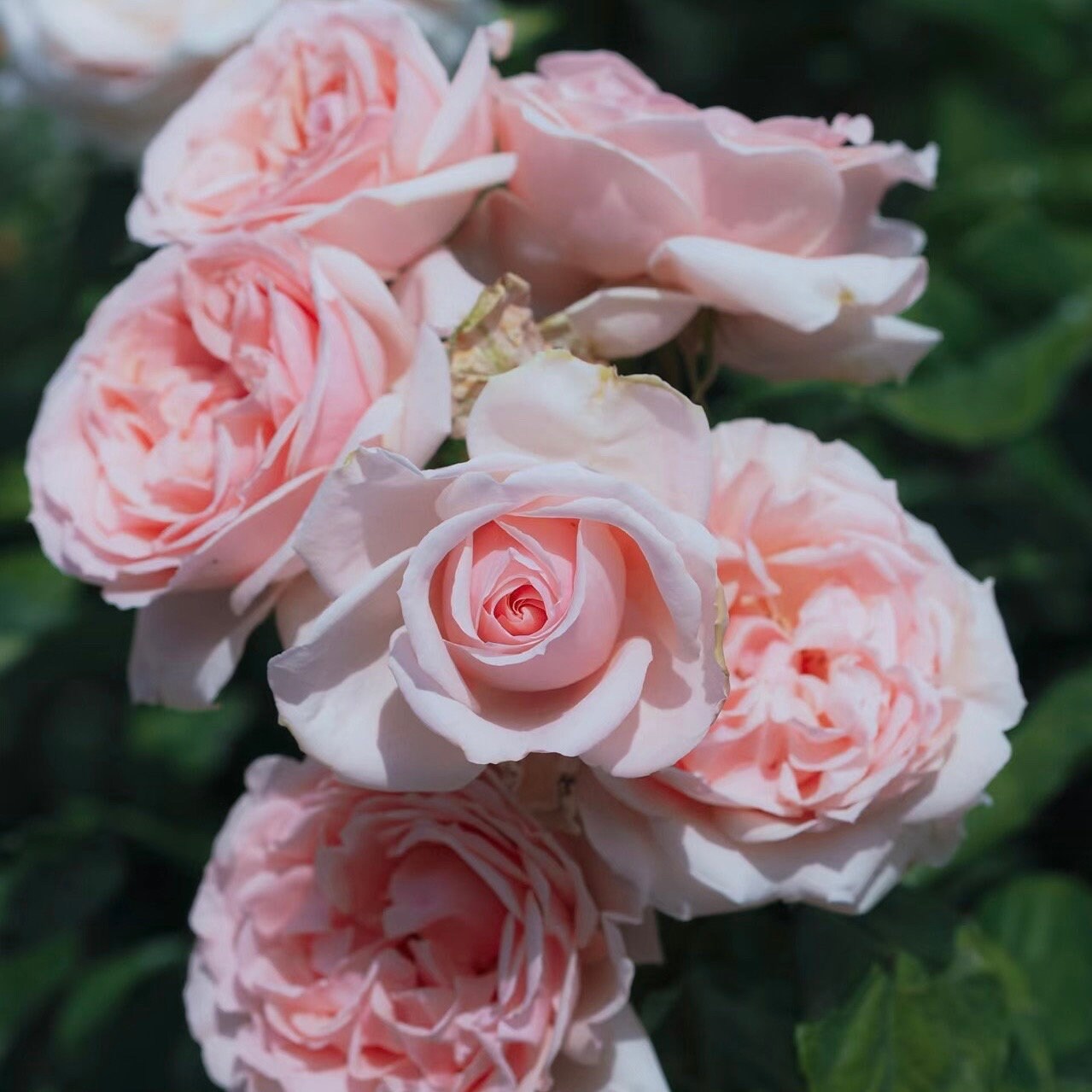 Rose Maxima romantica. 极致浪漫. Continue Blooming. Disease resistance. Own root. Fragrance.