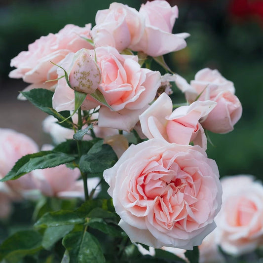 Rose Maxima romantica. 极致浪漫. Continue Blooming. Disease resistance. Own root. Fragrance.