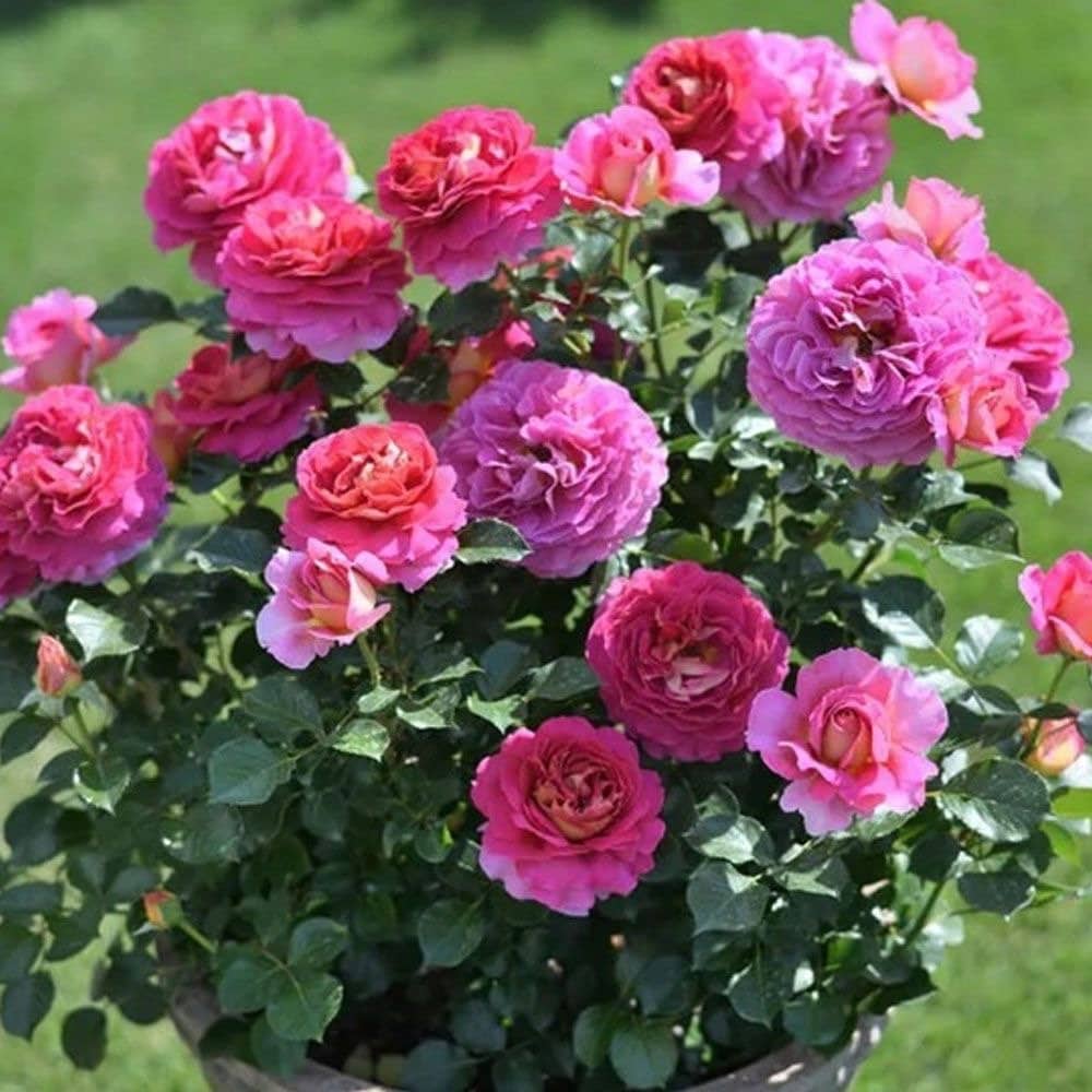 Esprit de Paris Rose-巴黎精神｜France Shrub Rose