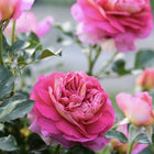 Esprit de Paris Rose-巴黎精神｜France Shrub Rose