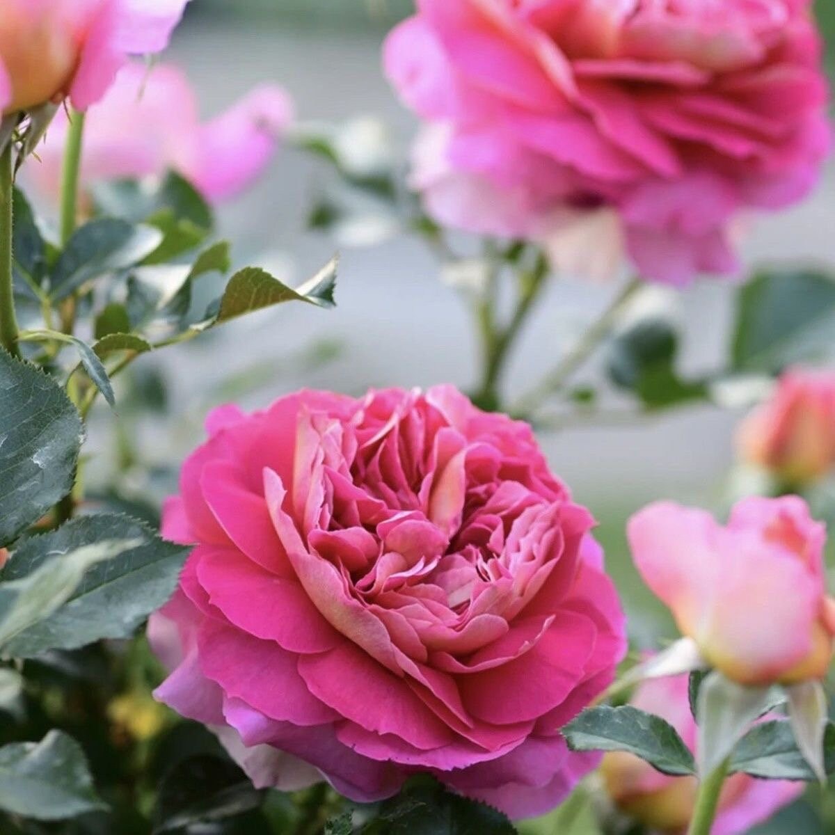 Rose Esprit de Paris 巴黎精神 New France Rose.