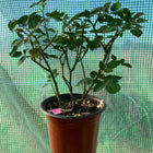 Esprit de Paris Rose-巴黎精神｜France Shrub Rose