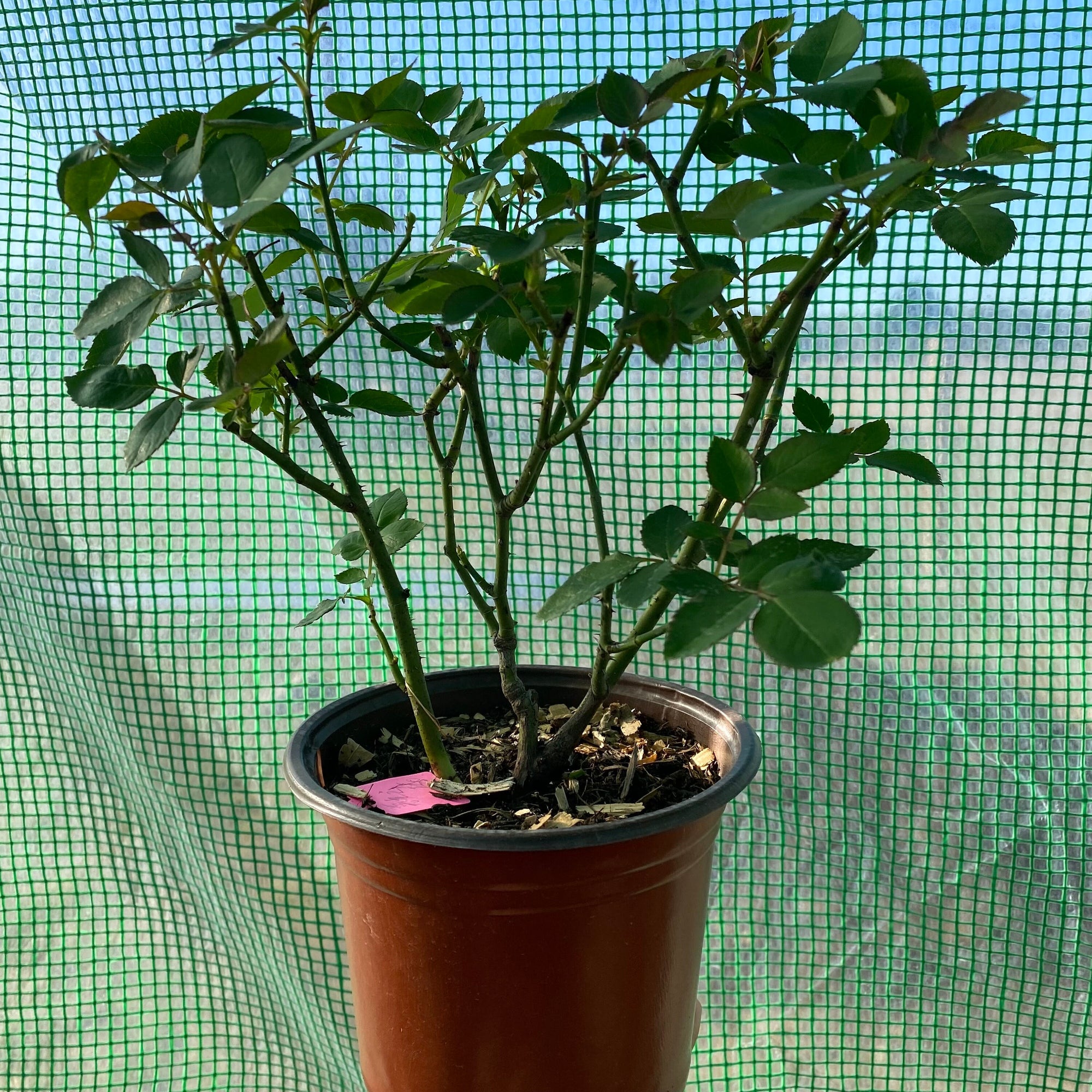 Esprit de Paris Rose-巴黎精神｜France Shrub Rose