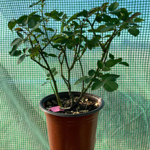 Esprit de Paris Rose-巴黎精神｜France Shrub Rose