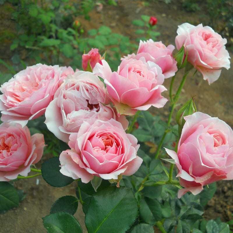 Rose Plant Sounds faber 世霸 Free priority shipping