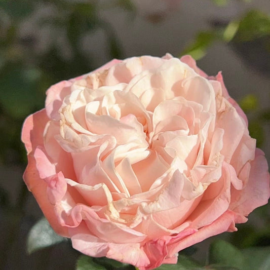 Mayra's Rose Peach. 福克斯 粉红梅拉