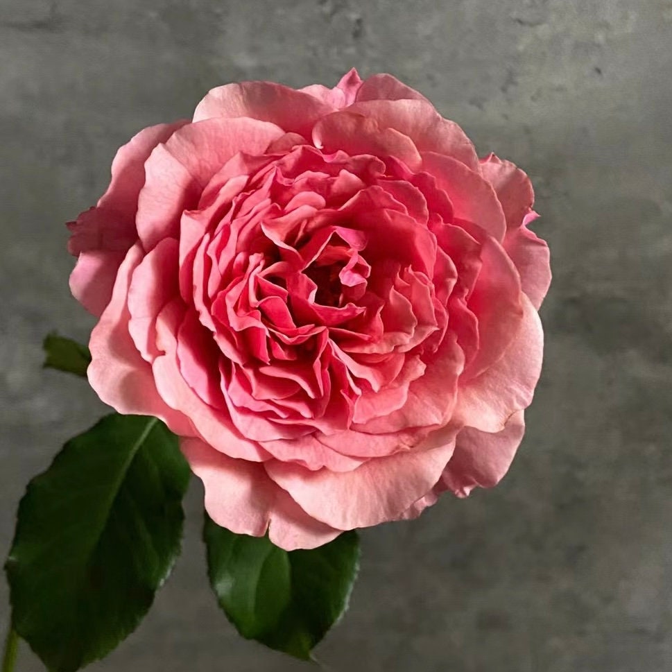 Rose L'Etoile 星斗 fruit Fragrance. Cut Rose.