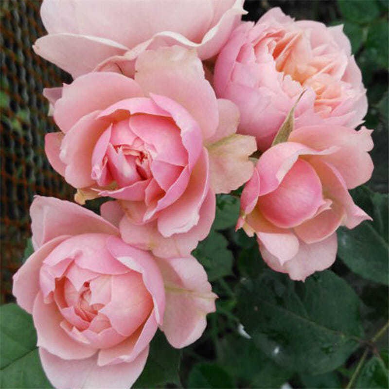 Rose Plant Sounds faber 世霸 Free priority shipping