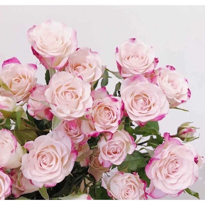 Reflex Rose-折射泡泡|Netherlands Cut Rose – Ergongzy Roses