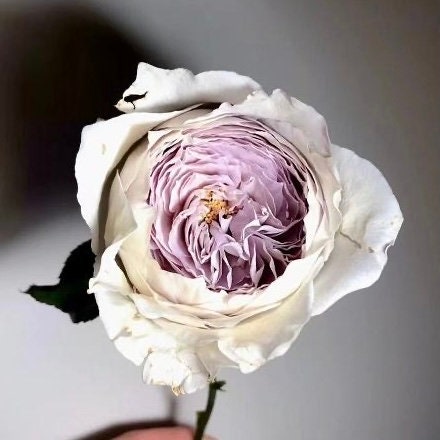 Rose Milky pearl 牛奶珍珠 Cut Rose. Continue Blooming.