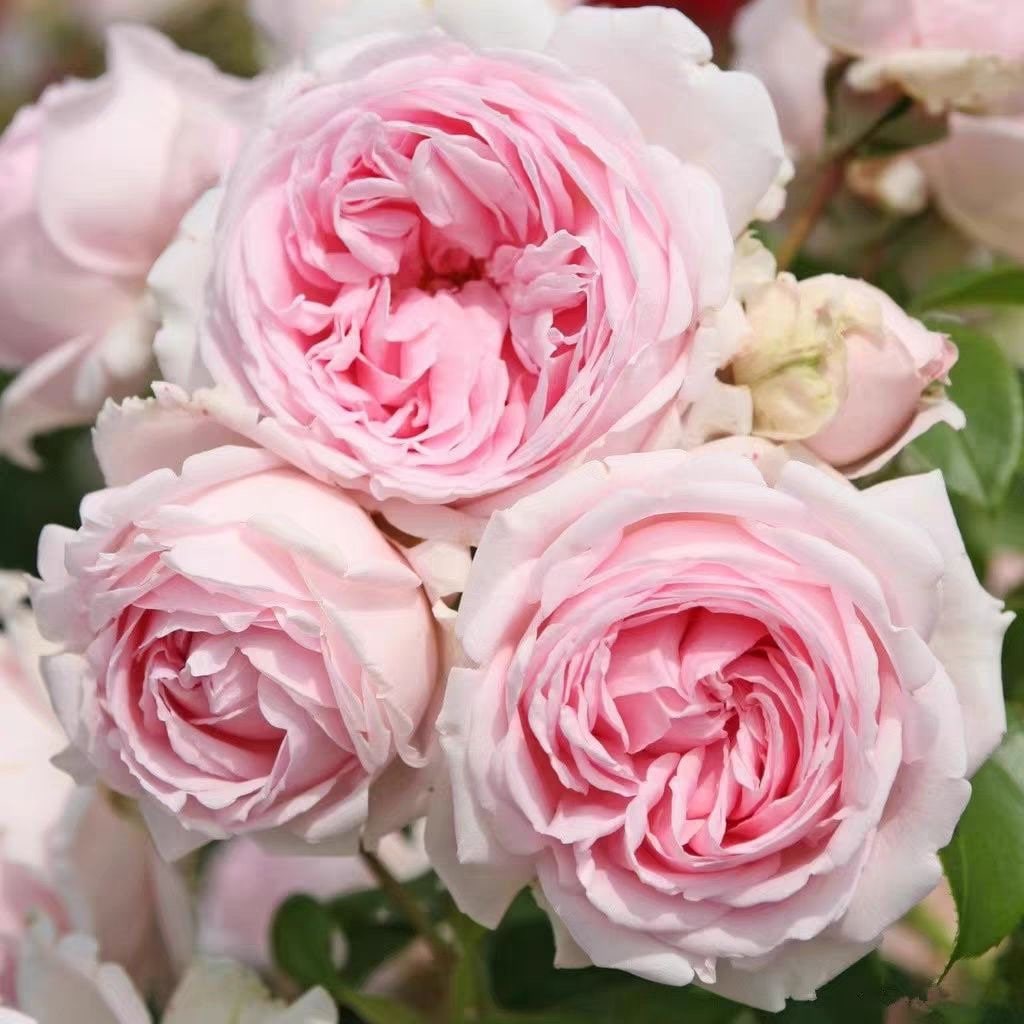 Wellenspiel Rose-仙女泉｜Germany Shrub Rose