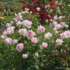 Wellenspiel Rose-仙女泉｜Germany Shrub Rose