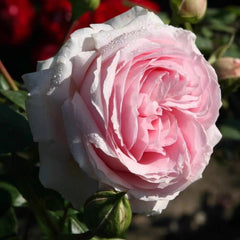Wellenspiel Rose-仙女泉｜Germany Shrub Rose