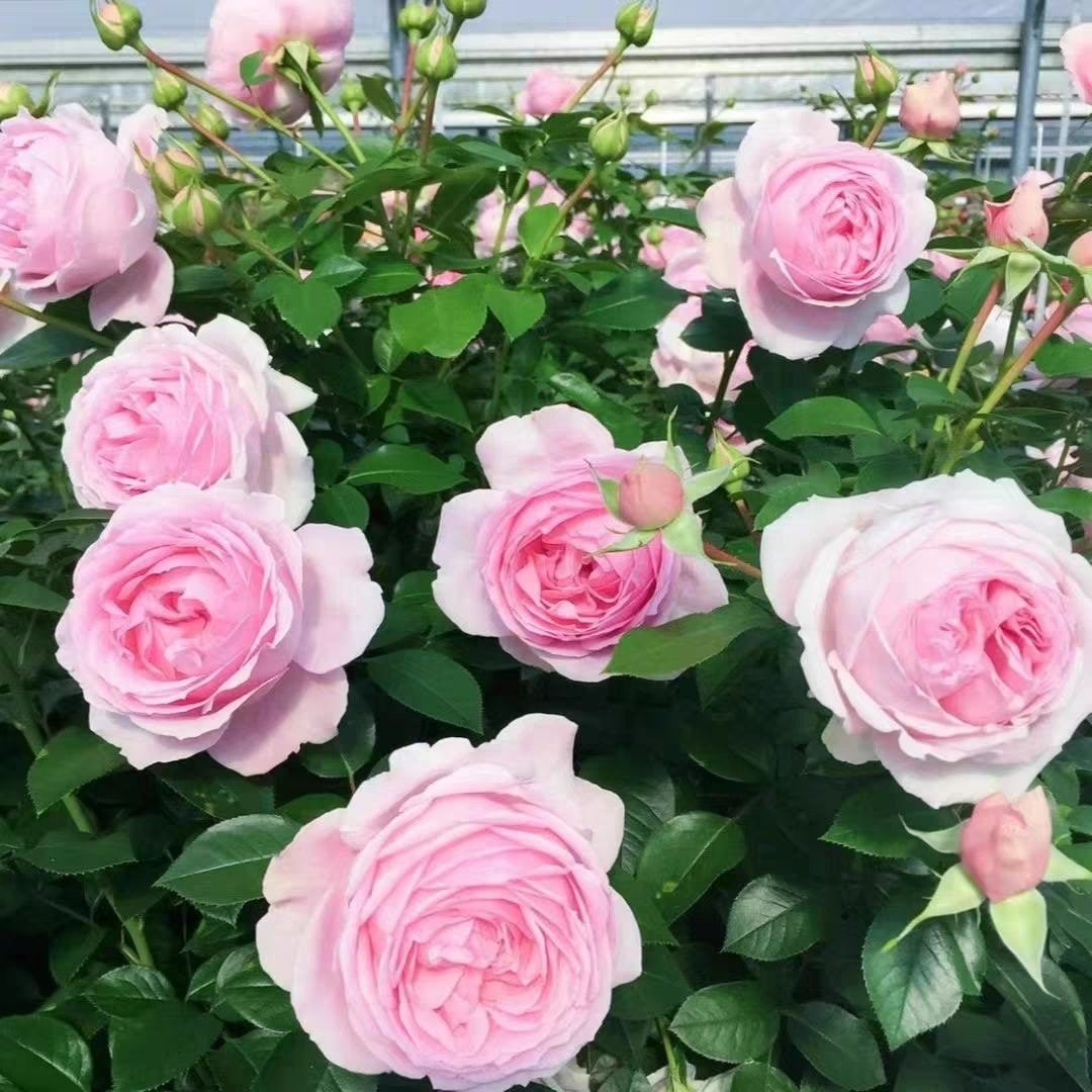 Wellenspiel Rose-仙女泉｜Germany Shrub Rose