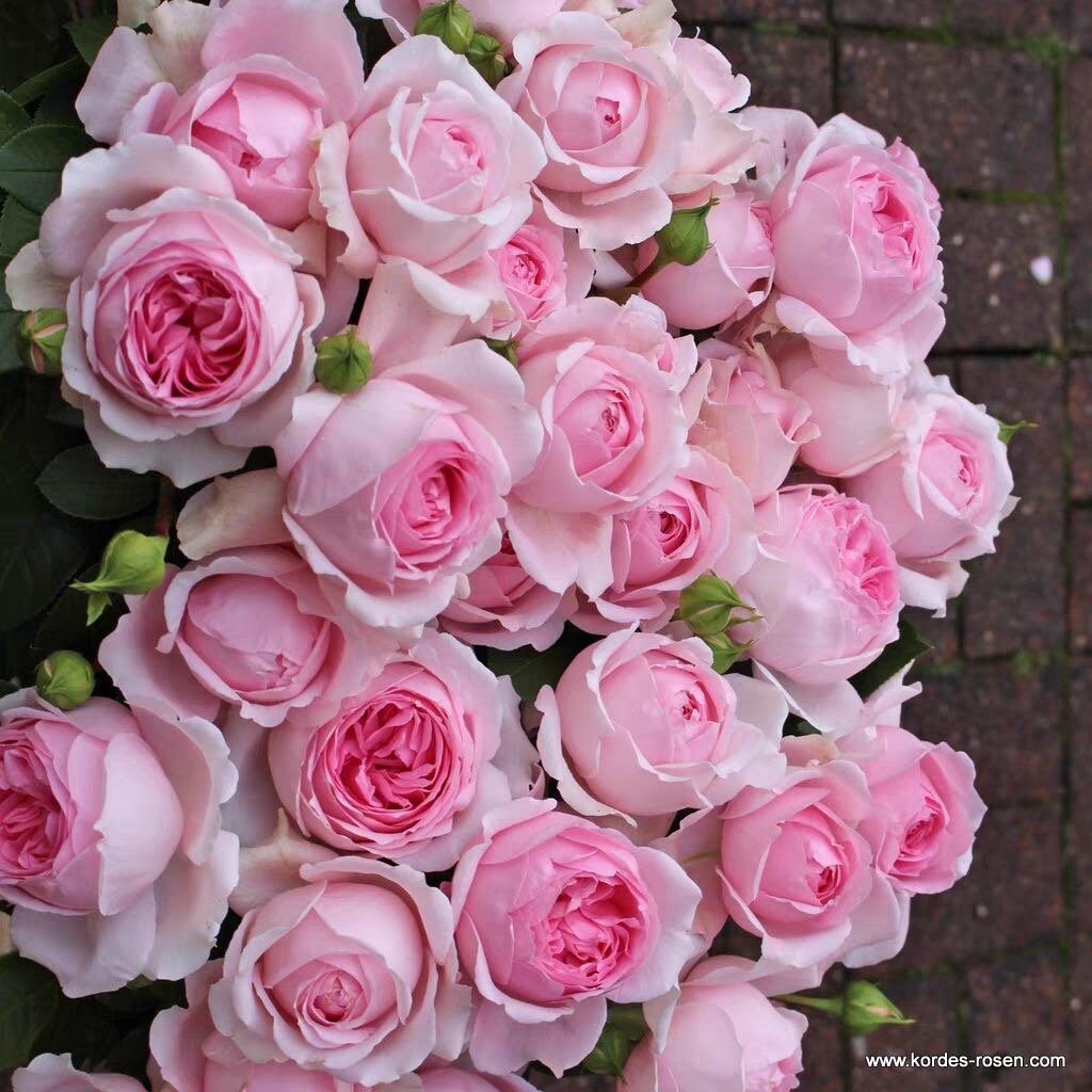 Wellenspiel Rose-仙女泉｜Germany Shrub Rose