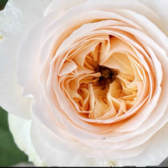 ひつじページ ROSE il_fullxfull.