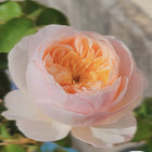 Chinese Julie. Wedding Cut Rose 明宫