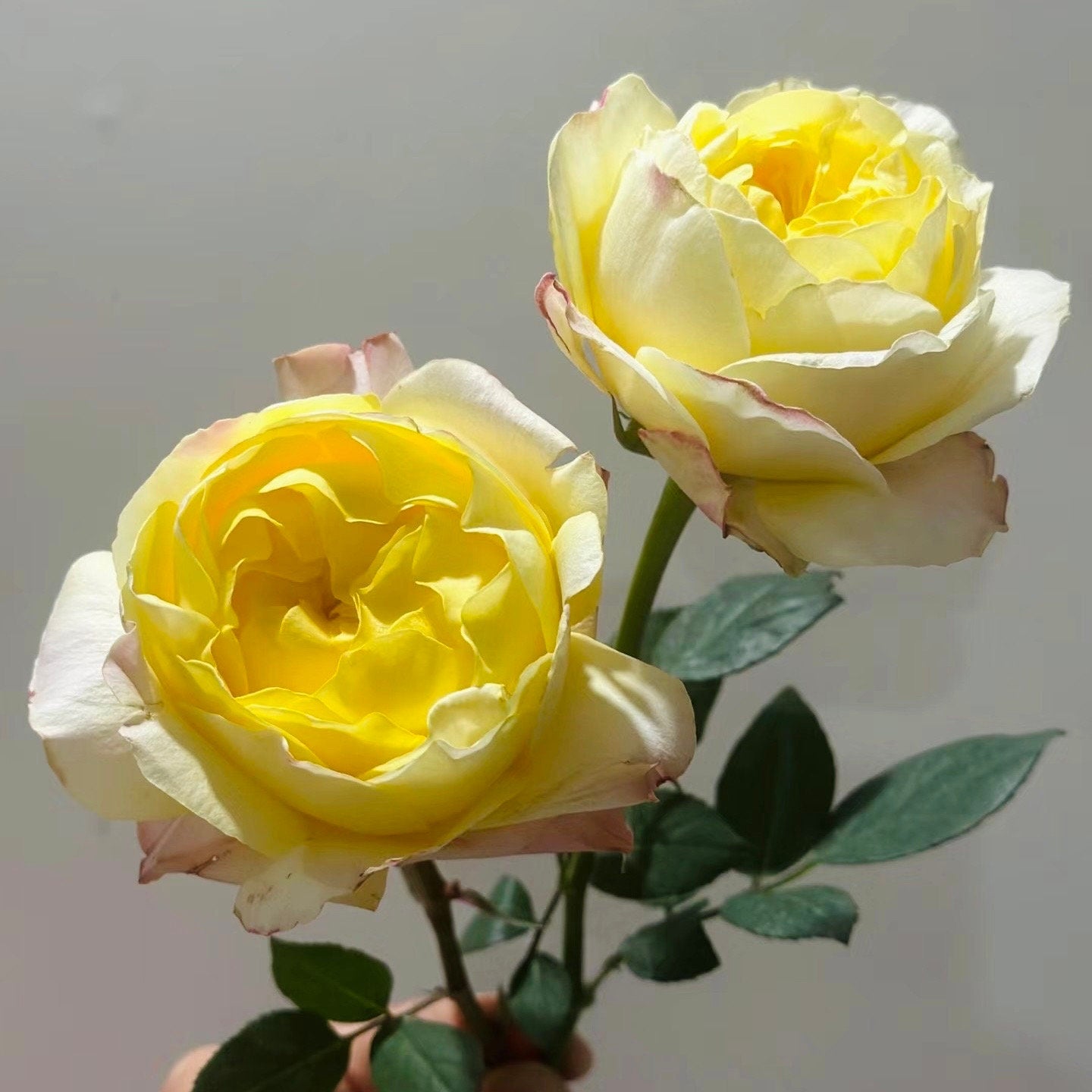 New Cut Rose. Yellow beauty. 黄美人 long lasting Cut Rose. Easy care.