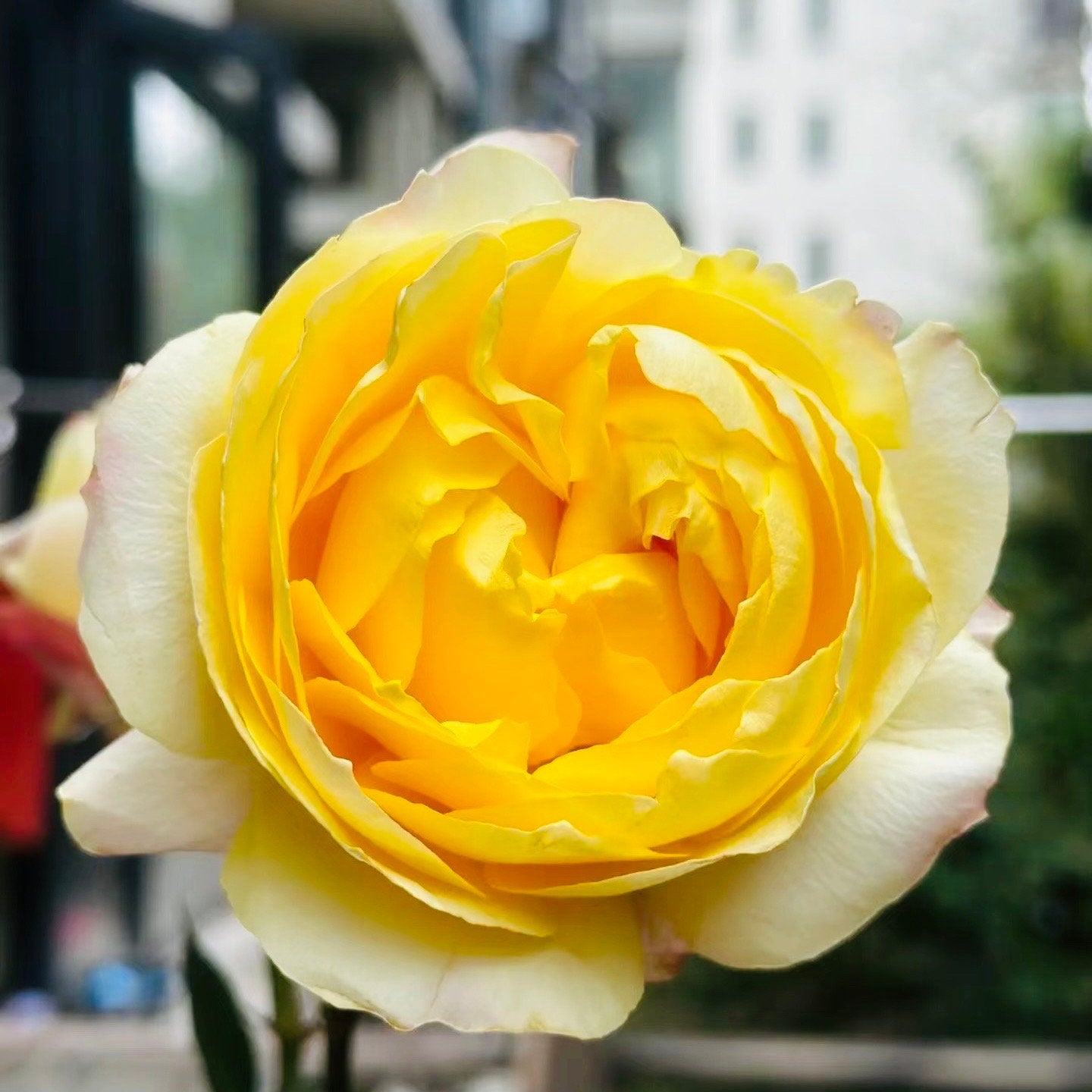 New Cut Rose. Yellow beauty. 黄美人 long lasting Cut Rose. Easy care.