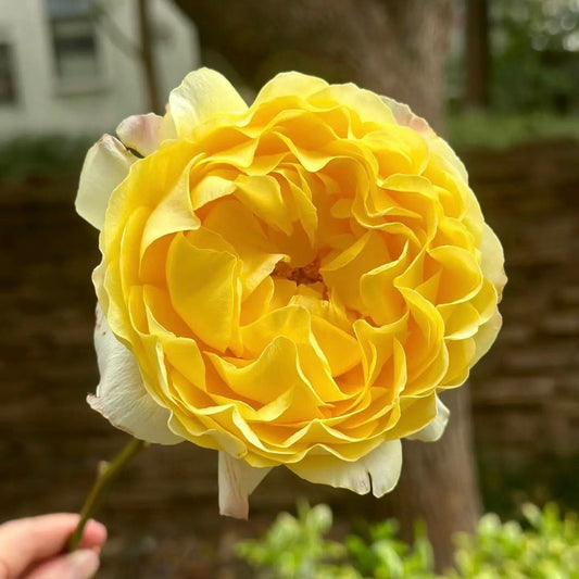 New Cut Rose. Yellow beauty. 黄美人 long lasting Cut Rose. Easy care.