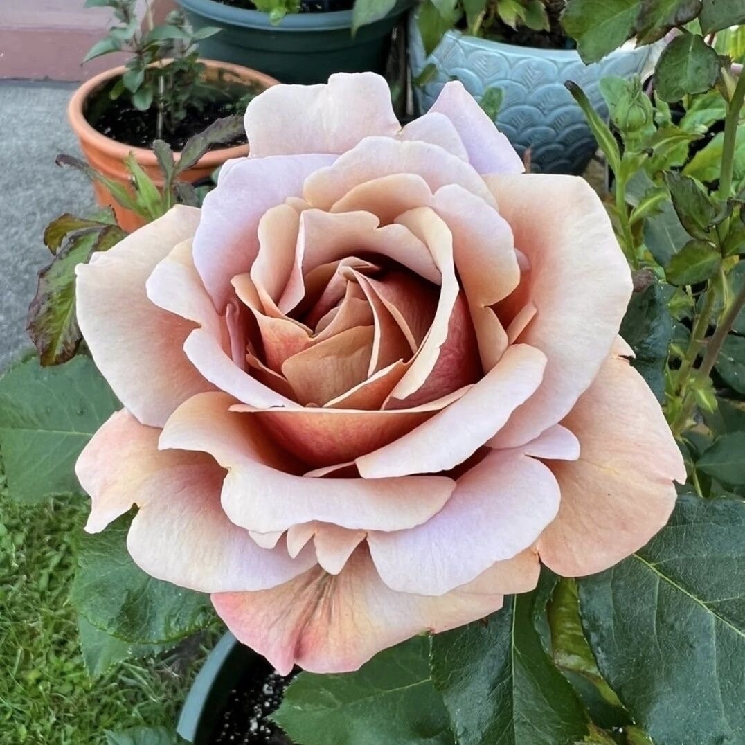 Koko Loco Rose-可可洛可｜USA Shrub Rose