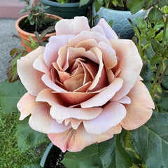 Koko Loco Rose-可可洛可｜USA Shrub Rose