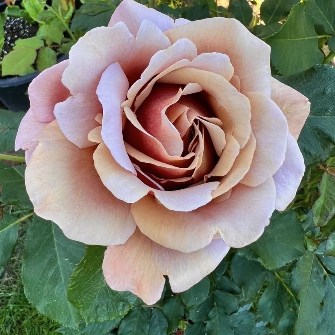 Koko Loco Rose-可可洛可｜USA Shrub Rose