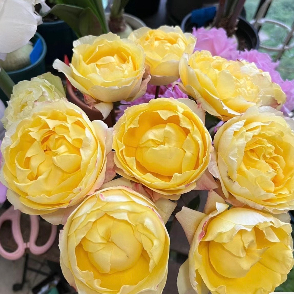 New Cut Rose. Yellow beauty. 黄美人 long lasting Cut Rose. Easy care.