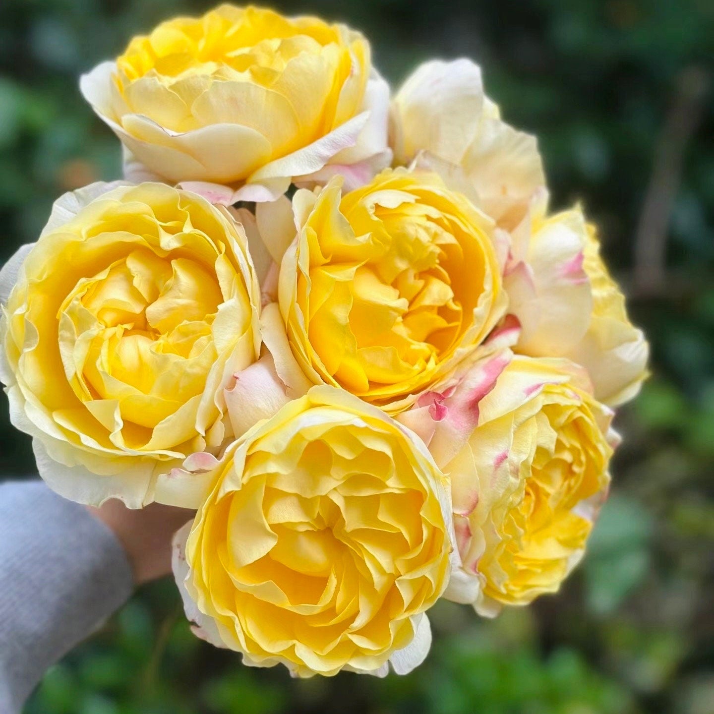 New Cut Rose. Yellow beauty. 黄美人 long lasting Cut Rose. Easy care.