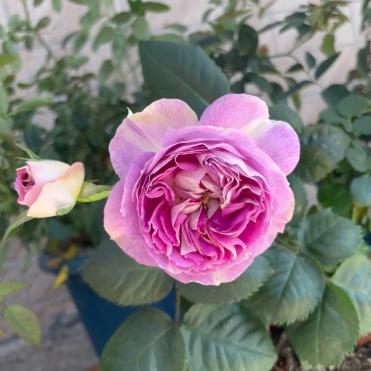 Rose Saphir 蓝宝石 Disease resistance. Tantau garden rose.