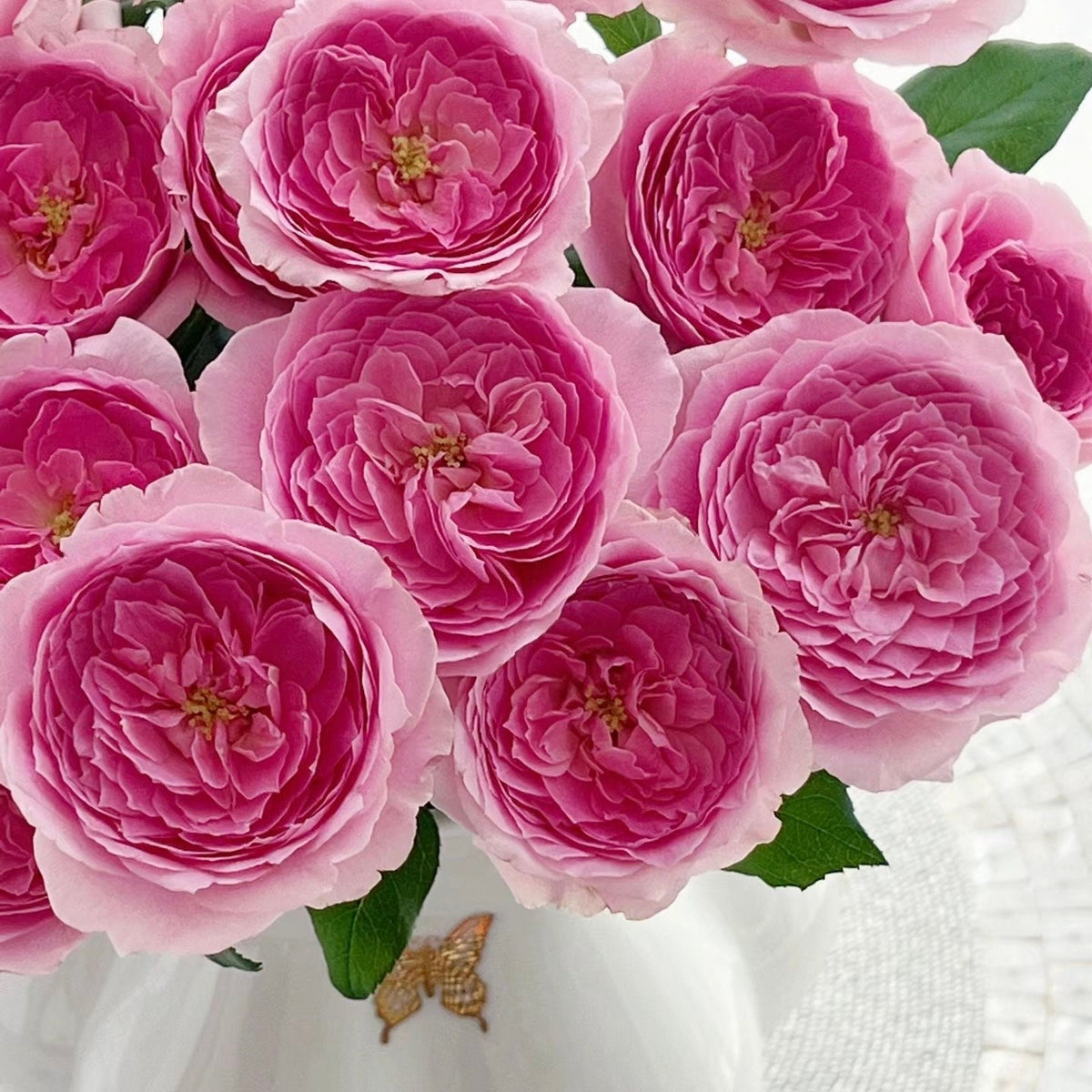 Wanshan Rose-纨扇｜Chinese Shrub Rose