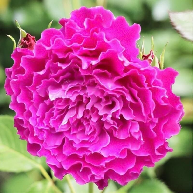 Ramukan. Japanese Rose.  Live Plant. Own root  . Ship with Pot.