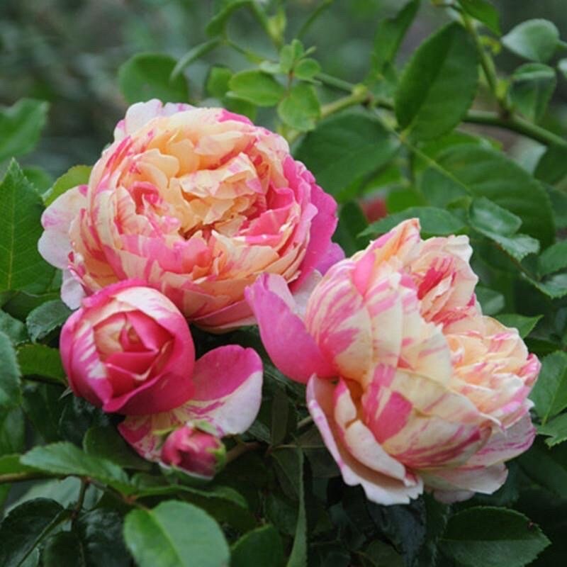 Rose EdouardManet. climbing rose. Live Plant.