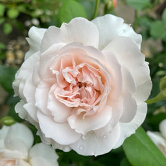 jiashu Rose
