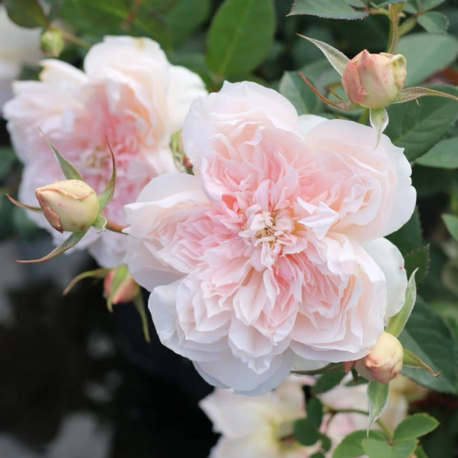 Chinese Roses – Page 2 – Ergongzy Roses