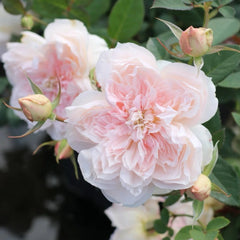 jiashu Rose