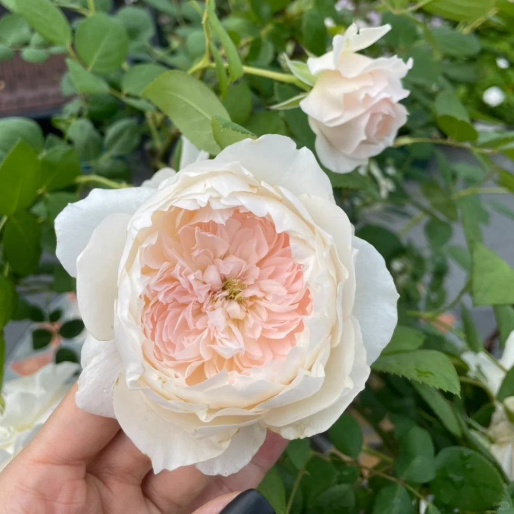 jiashu Rose