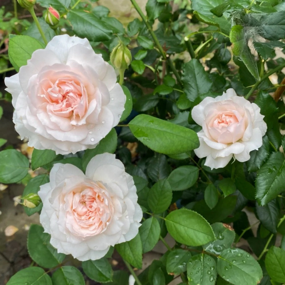 jiashu Rose