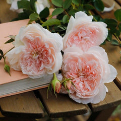 jiashu Rose