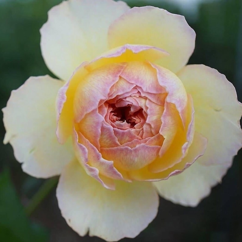 カゲロウ蜉蝣 Japanese Rose