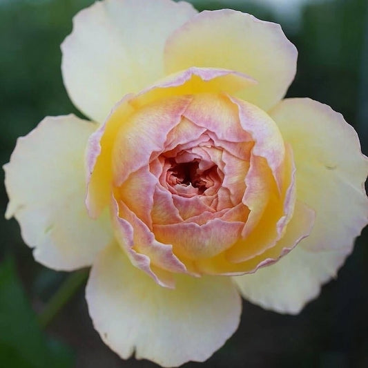 カゲロウ蜉蝣 Japanese Rose