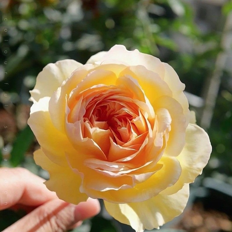 カゲロウ蜉蝣 Japanese Rose